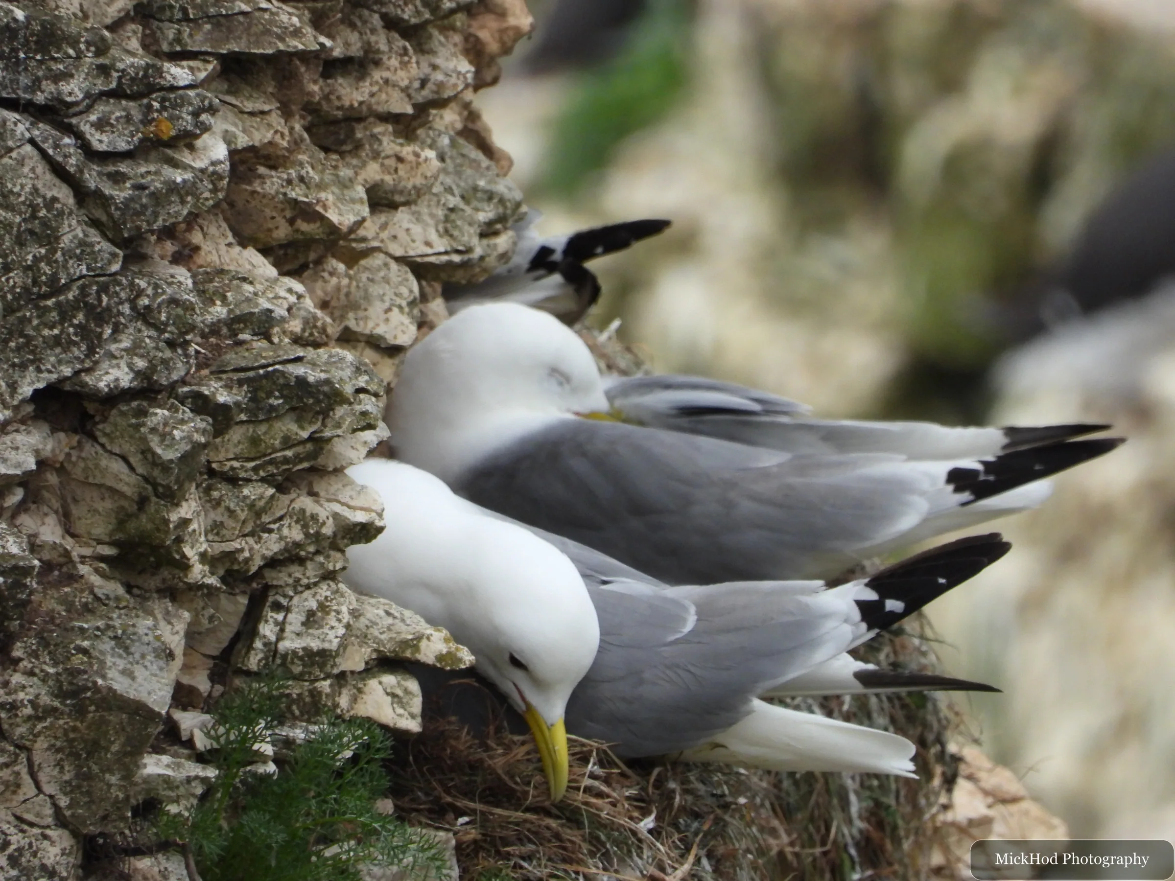 Black-legged Kittiwake