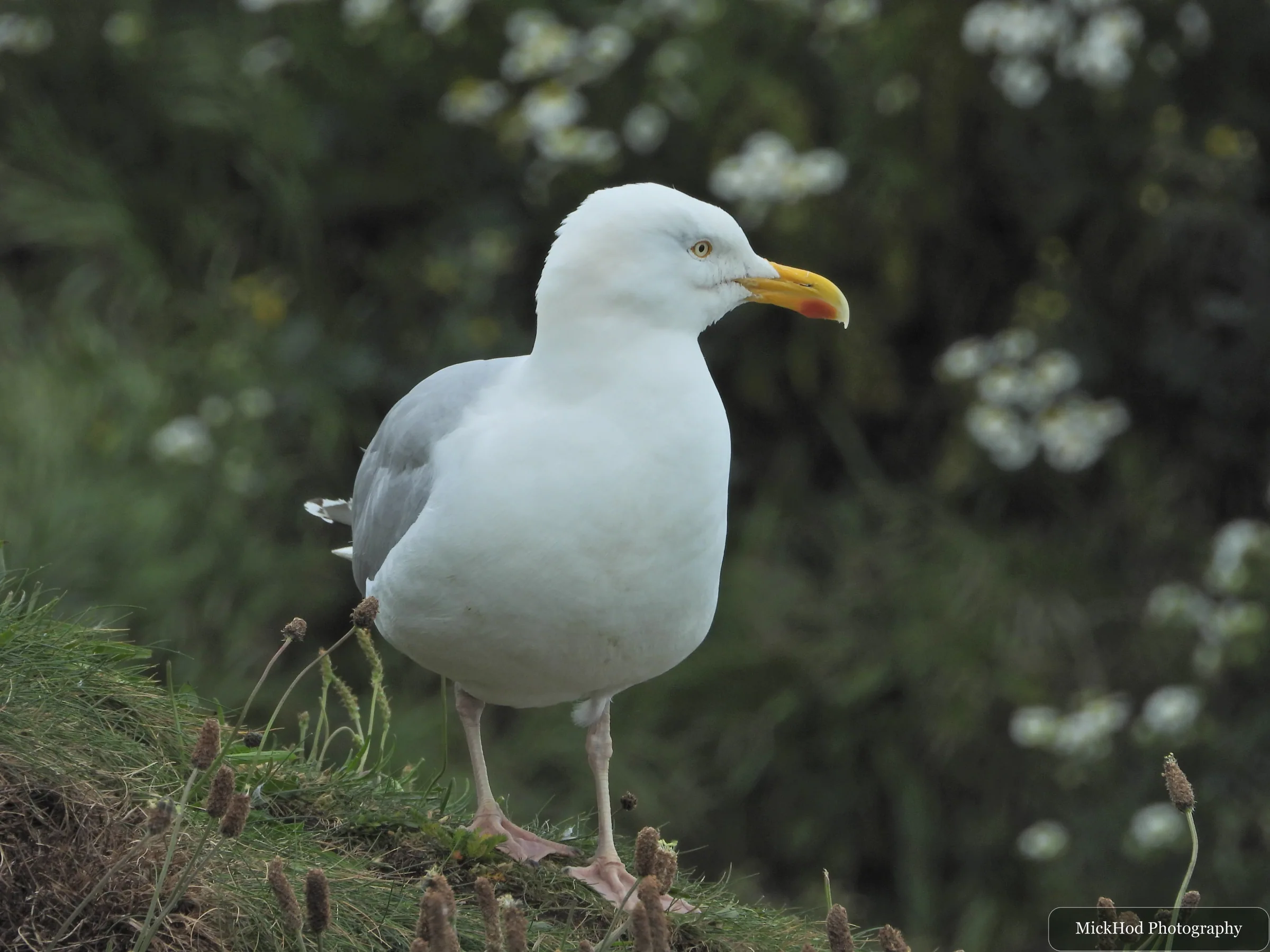 Herring Gull