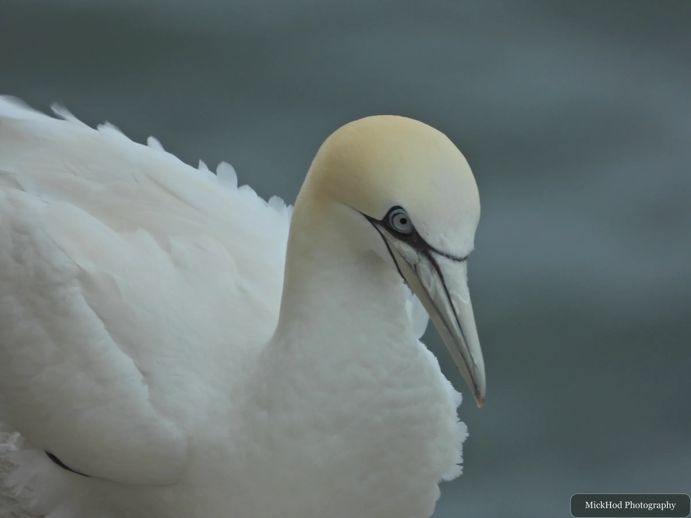Northern Gannet