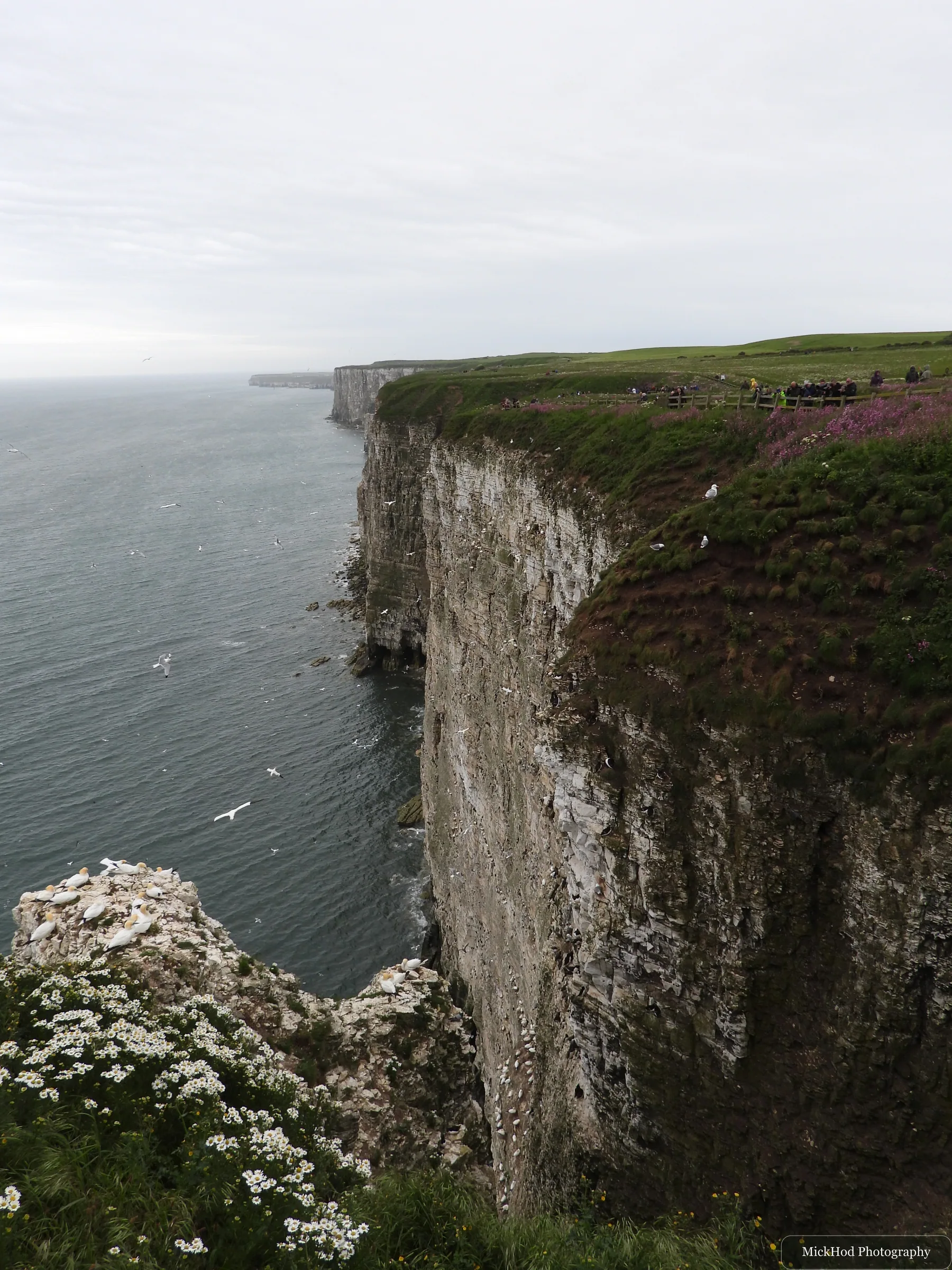 Northern Gannet