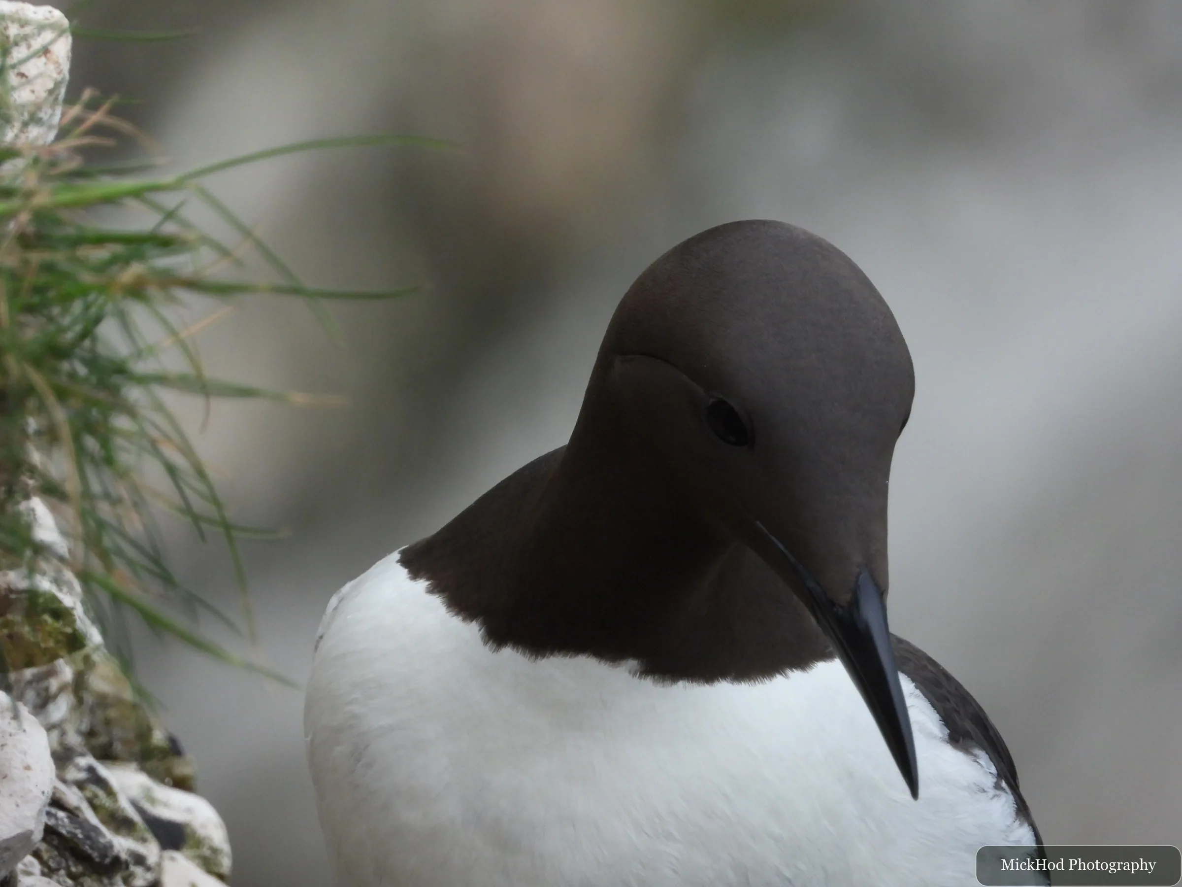 Guillemot