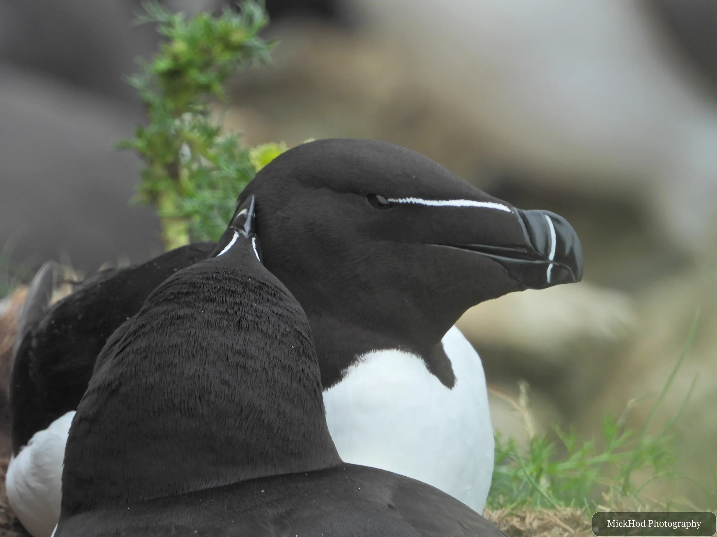 Razorbill
