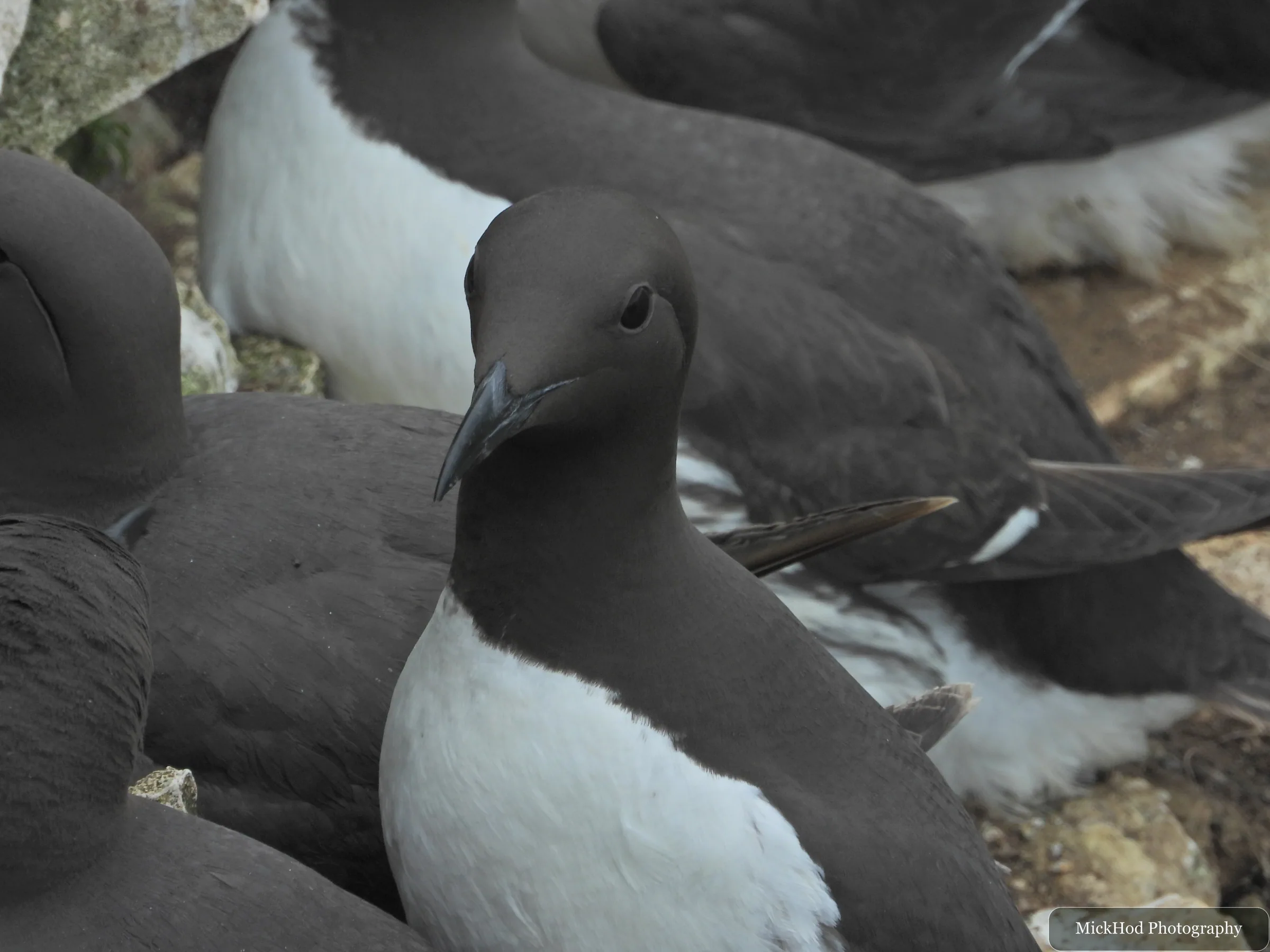 Guillemot