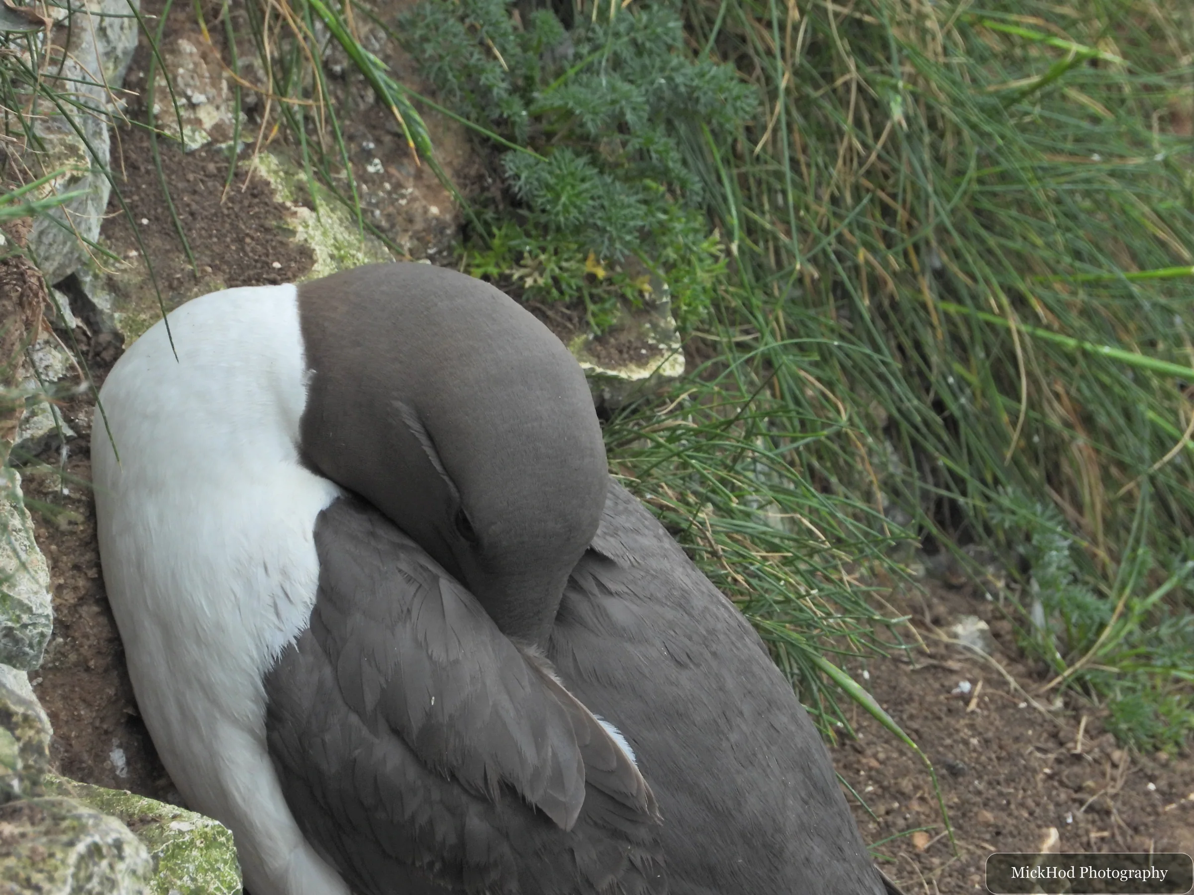 Guillemot