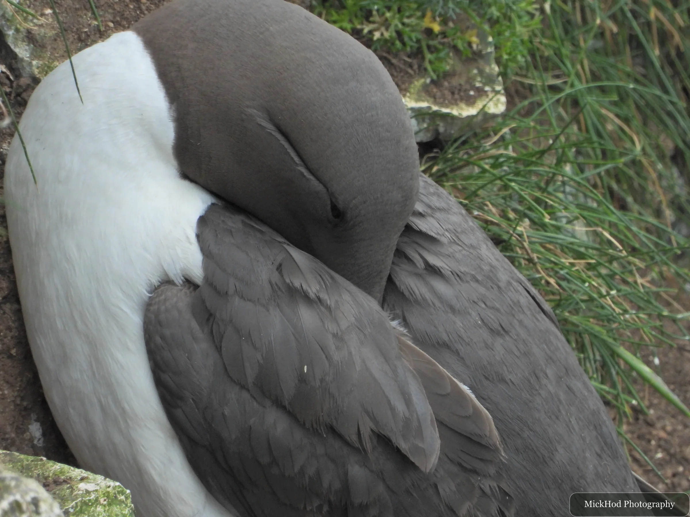 Guillemot
