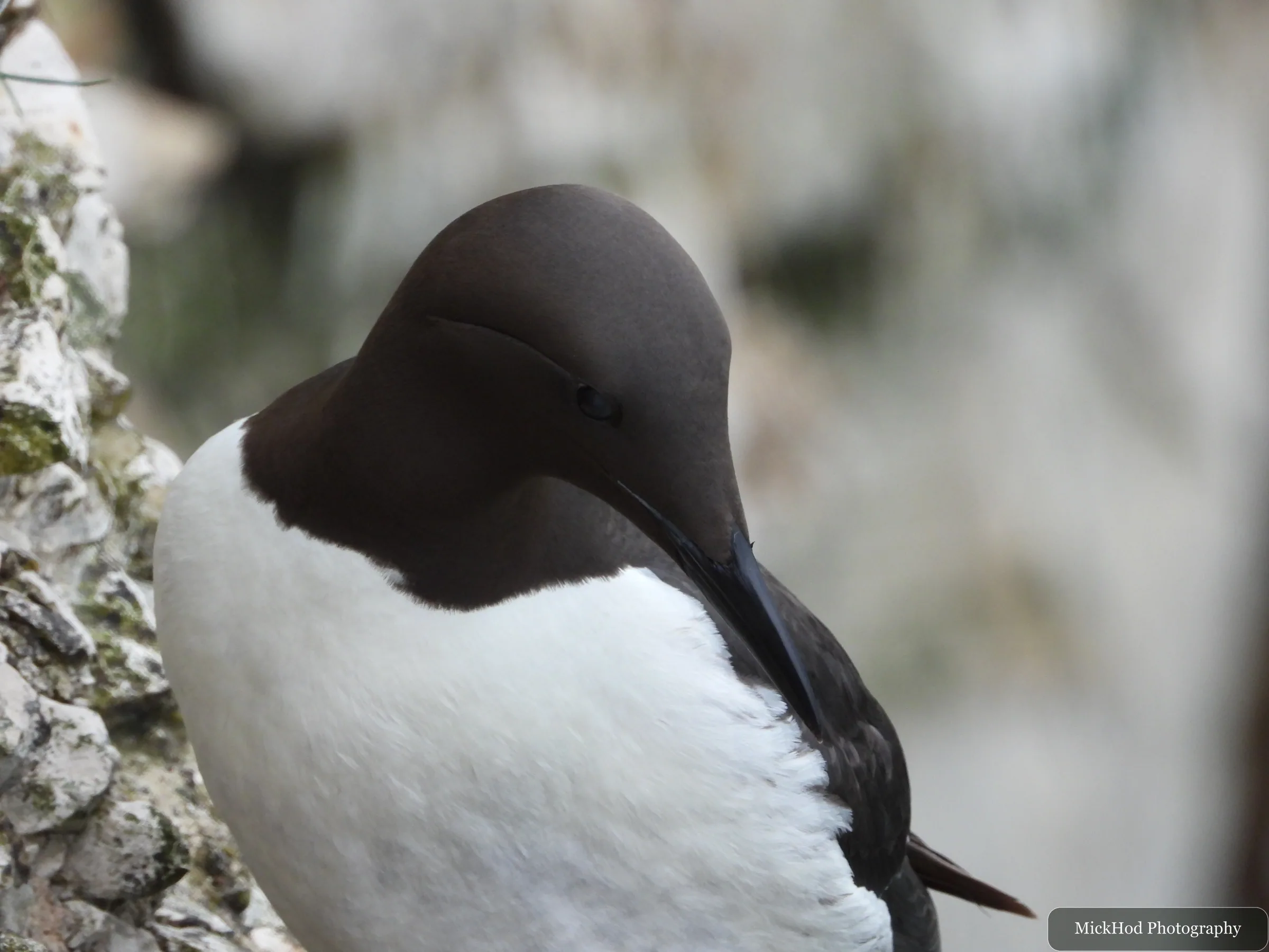 Guillemot