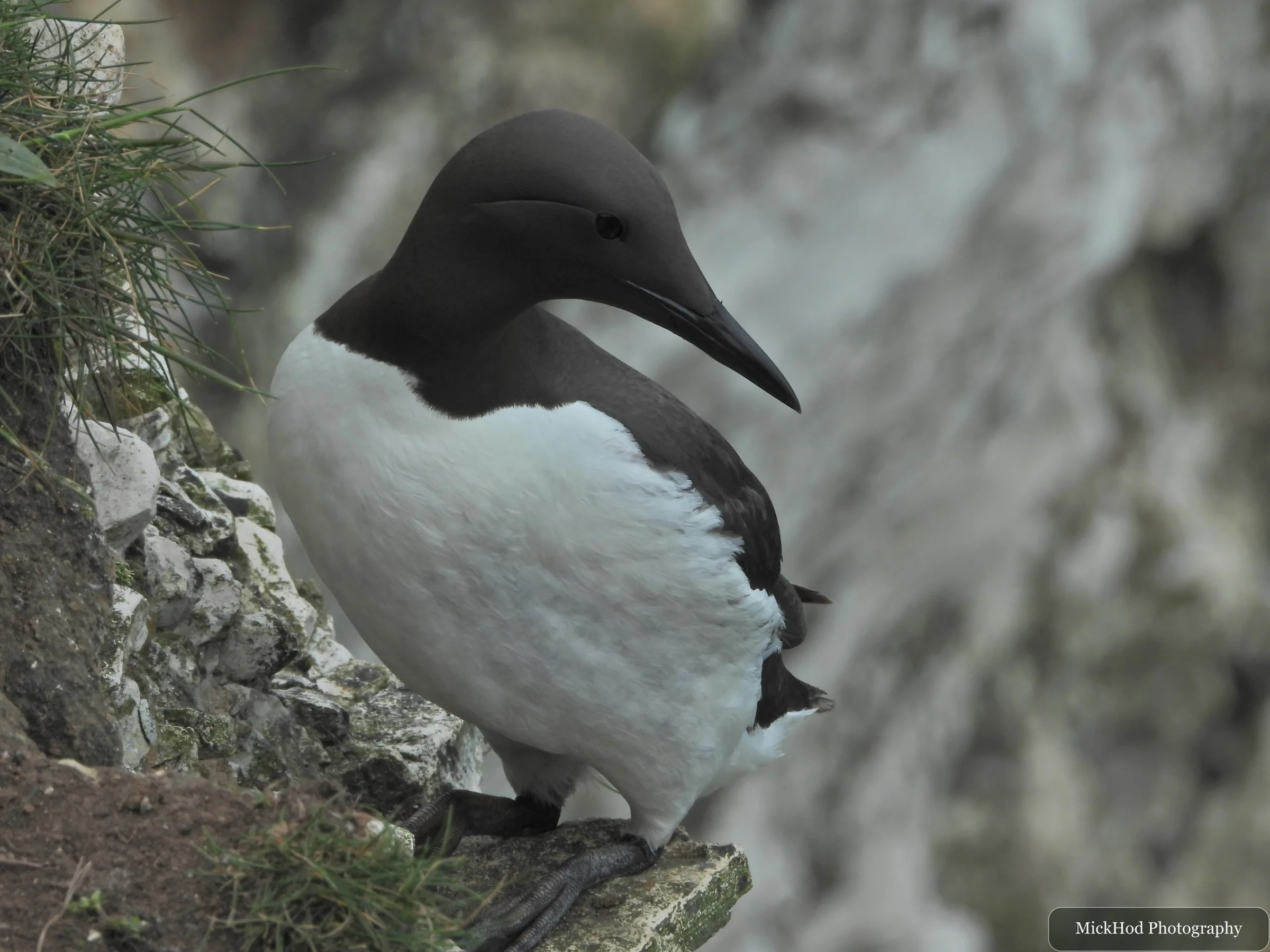 Guillemot