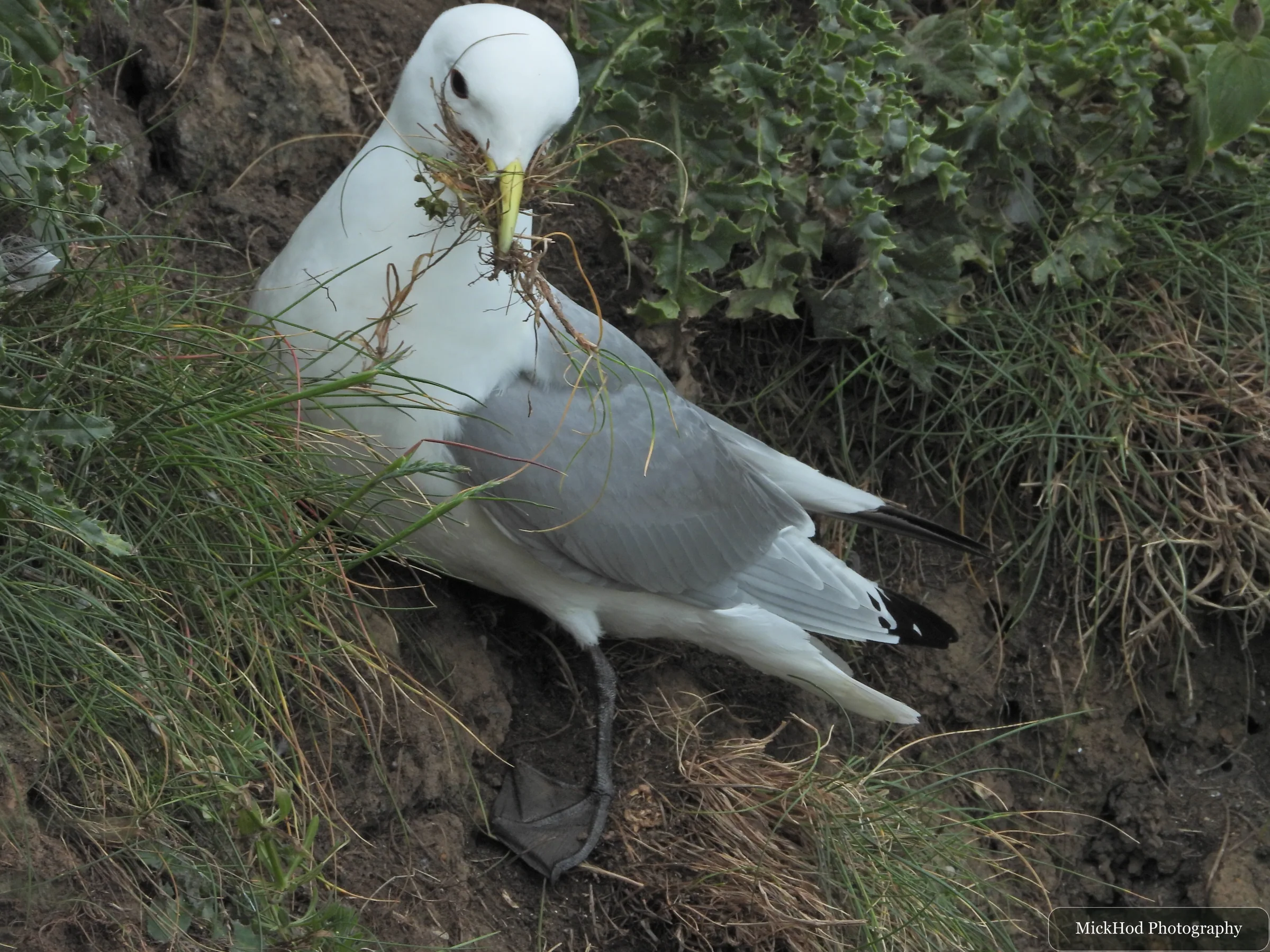 Black-legged Kittiwake