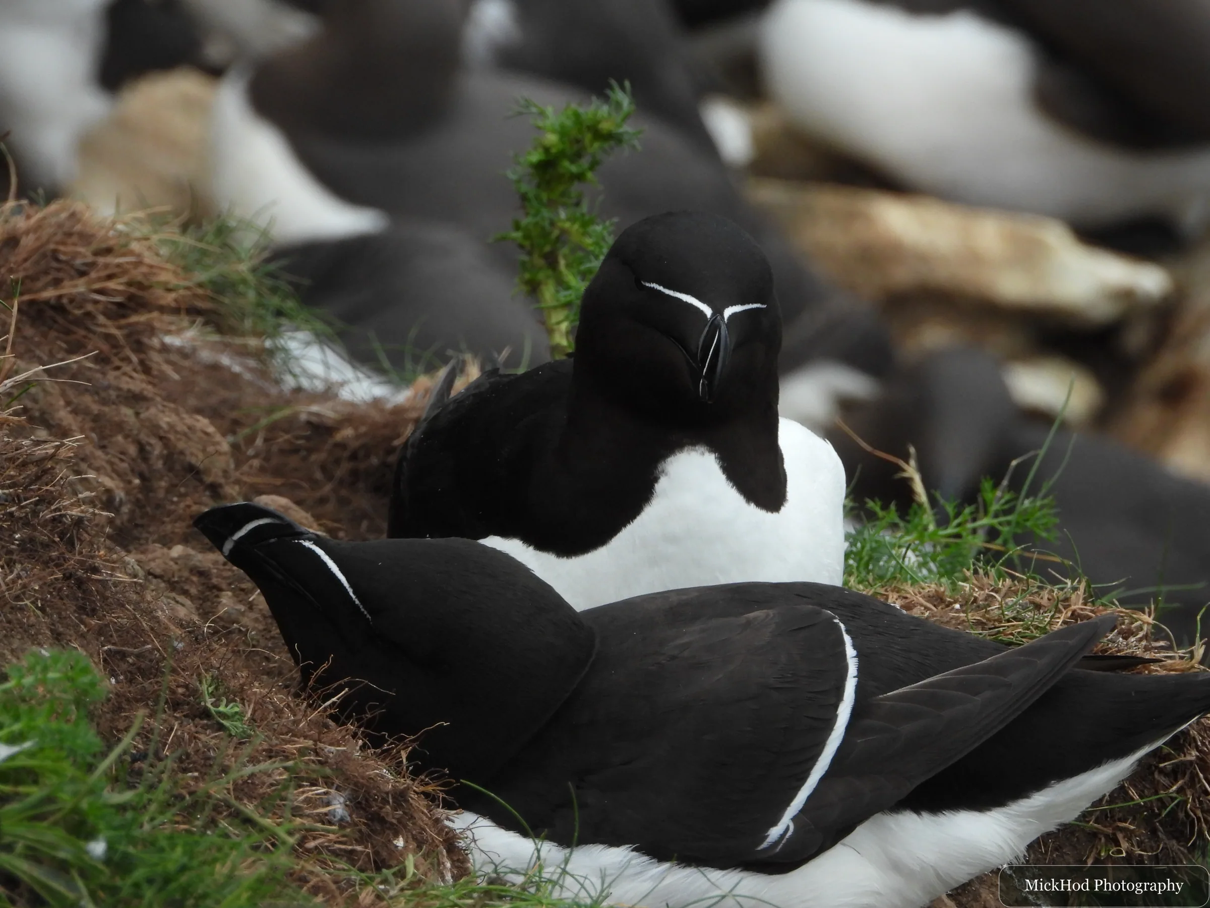 Razorbill
